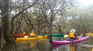 Mangrove forest kayaking experience. Marine studies trip with Learning Journeys. 
