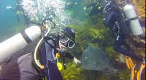 Diving at Poor Knights Marine Reserve. Marine Studies with Learning Journeys.
