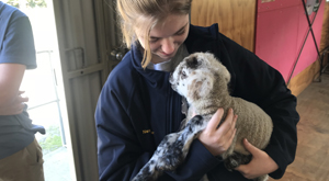 Cuddles with a lamb during a school field trip, New Zealand.