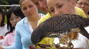 NZ Falcon conservation strategy. School group field trip.