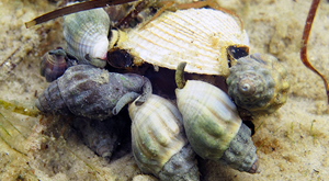 Whelk behaviour investigation during ecology field trip with Learning Journeys. 