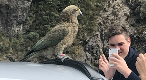 Saying hello to a local Kia, student tour New Zealand.