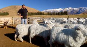 Sheep farm visit while on school tour of the South Island, New Zealand.